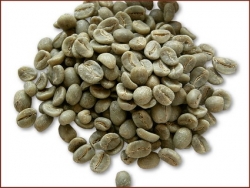 Robusta Coffee